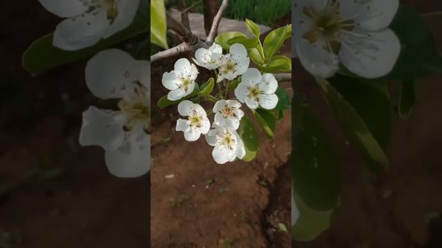 Цветы сливы и груши. #shorts #груша #цветы смотреть онлайн