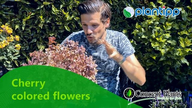 Sedum Sunsparkler® Wildfire