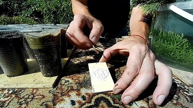 Размножение туи черенками ?Как укоренить туи