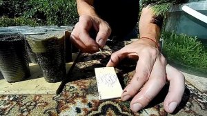 Размножение туи черенками ?Как укоренить туи