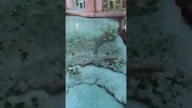 Рыба-пила встретила друга. смотреть онлайн