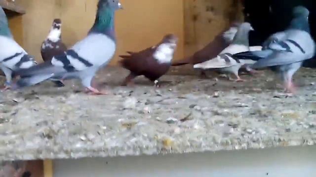 Гули смотреть онлайн