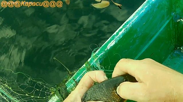 Золотые караси. смотреть онлайн