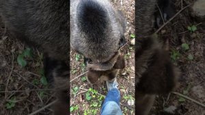 Бурый медведь Том.