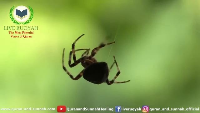 Very Strong Al Quran Ruqyah to Get Rid of Insects, Bugs, Lizards, Snake, Rats, and harmful creation смотреть онлайн