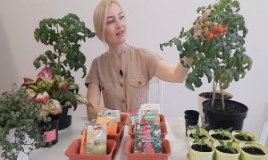 СЕЮ ТОМАТЫ И СОБИРАЮ УРОЖАЙ БАЛКОННЫХ ЧЕРРИ