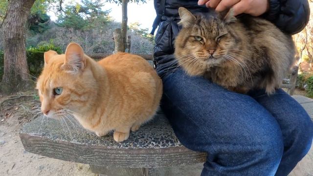 ベンチに座ると、モフモフのキジトラ猫が一番乗りでひざに登ってきた смотреть онлайн