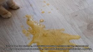 Кошку рвет желтой жидкостью с пеной