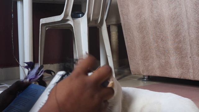 My Kitten Chooses the Books I Read | August TBR [CC] смотреть онлайн