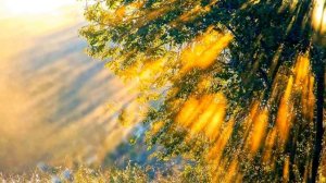 Быстрая перезагрузка нервной системы, снятие усталости, напряжения! Релакс.