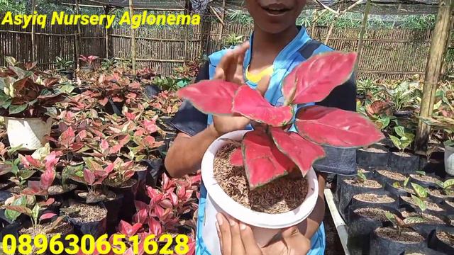 PROMO AGLONEMA MURAH SPESIAL HARI JUM'AT, AGLONEMA MENOR DAN CANTIK-CANTIK смотреть онлайн