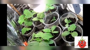 Как вырастить огурцы на подоконнике . Какие сорта выбрать ?