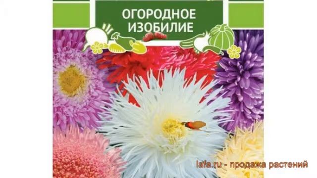 Астра обыкновенный Флорист (aster florist) ? астра Флорист обзор: как сажать семена астры Флорист смотреть онлайн