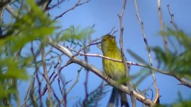 Canary Islands wild canary смотреть онлайн