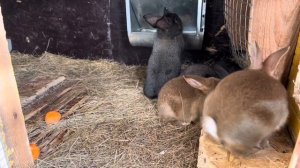 Почему крольчиха съедает крольчат после окрола ?