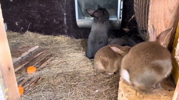 Почему крольчиха съедает крольчат после окрола ?