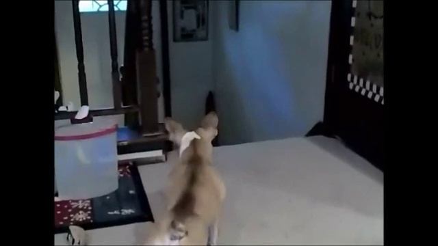 Little Dog Runs From Cat смотреть онлайн
