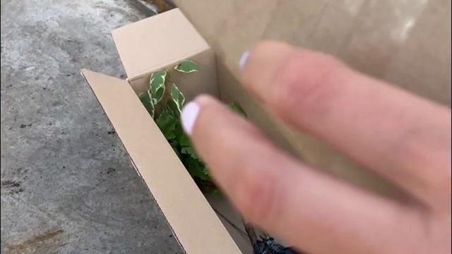 РЕКОМЕНДУЮ ! Росток отзывы питомник смотреть онлайн