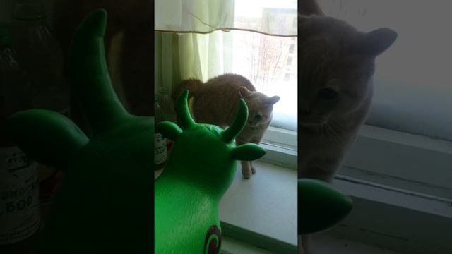 Кот без ума от надувной коровы смотреть онлайн