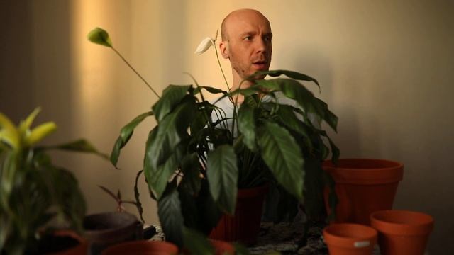 Самое бесполезное видео о пересадке спатифиллума смотреть онлайн