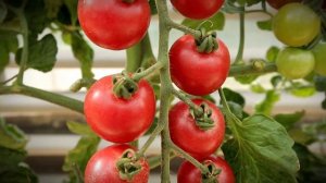 Томат Малиновый десерт