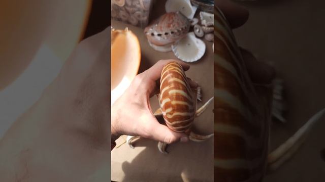 Морская ракушка наутилус помпилиус 14см смотреть онлайн