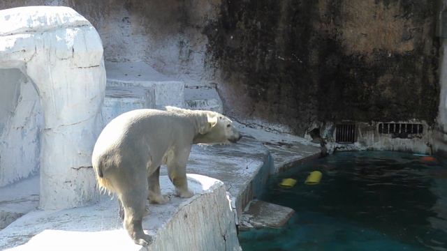 ホウちゃん今日はバレンタイン💗名前入りのリンゴ特別プレゼント【天王寺動物園】 смотреть онлайн