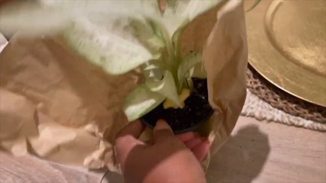 AMAZON PLANT UNBOXING || WISHLIST PLANT || DIEFFENBACHIA CAMOUFLAGE || ROOTED