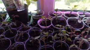 Прививаем Огурцы на Тыкву ? Проверяем привитые Дыни