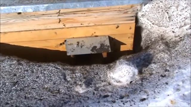 Сверхранний облет пчел в Кировской области 25 02 2015г смотреть онлайн