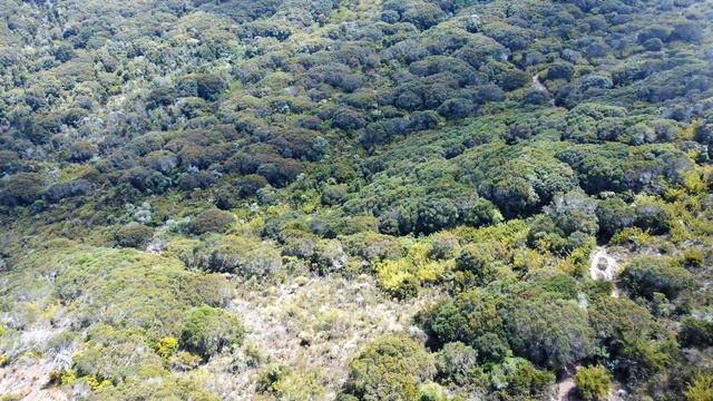 Cerro Frío, Cerro de la Muerte, Costa Rica смотреть онлайн