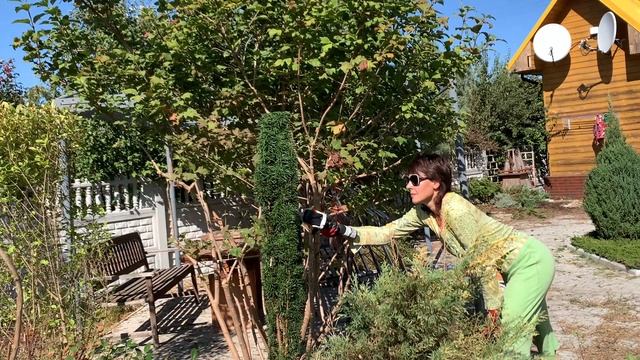 КАК Я ПРИВЕЛА В ПОРЯДОК ДАЧУ. Хвойные, барбарисы, самшиты, каменная горка. смотреть онлайн