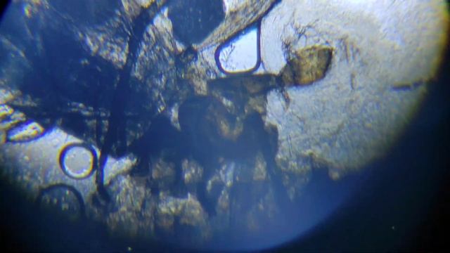 Волос и мошка под микроскопом/hair And Midge Under A Microscope/mikroskop Altında Saç Ve Tatarcık