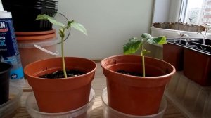 Выращивание стручковой фасоли дома на балконе 2017