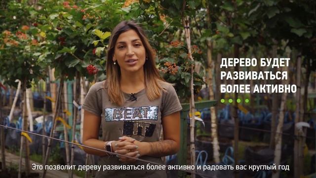 Как посадить калину? Как правильно посадить калину на садовом участке? смотреть онлайн