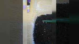 ВАСИЛЕК СИНИЙ /ПОСАДКА СЕМЯН. ОДНОЛЕТНИК.