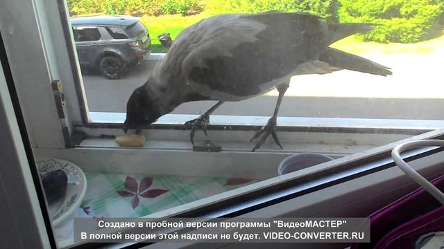 Наглый ворон смотреть онлайн