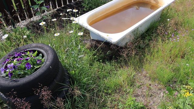 Марыся на выезде в свои владения в Ужесельге. Четверг, 18 июля 2024