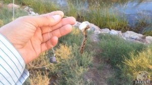 Рыбалка в Таджикистане. г Канибадам Ловля Змееголова