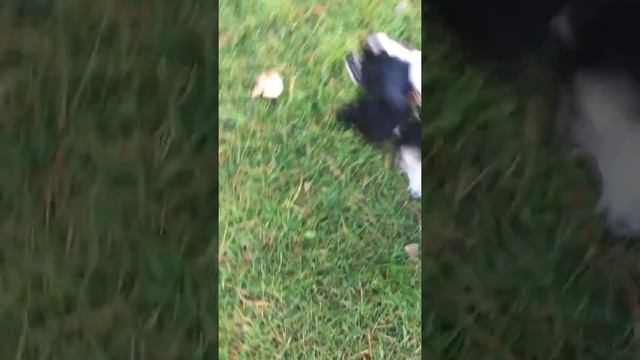 Влог:Прогулка//Моя собака смотреть онлайн