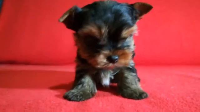 Мини щенок йорк мальчик йоркширский терьер Мини размер смотреть онлайн