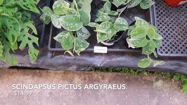 A Relaxing Plant Tour That Turned Into A Surprise Plant Shopping Trip! | Plant Shopping 2021 смотреть онлайн