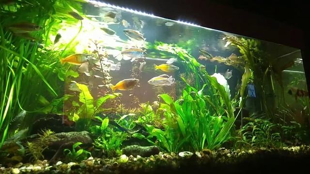 Конго-радужницы-боцки смотреть онлайн