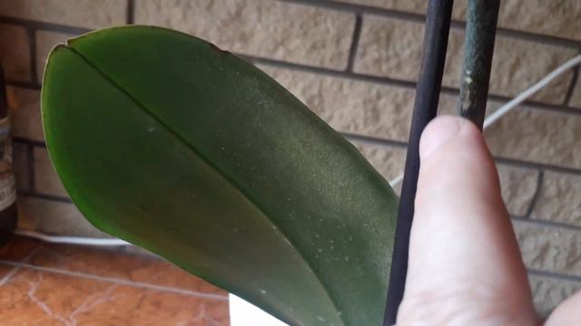 Как я срезаю цветонос орхидеи ... смотреть онлайн