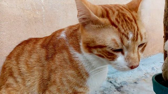 Кошка не принимает кота после ветклиники. смотреть онлайн