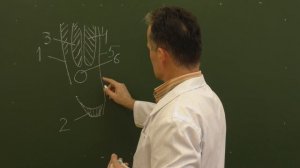 Пластика паховых грыж по Бассини