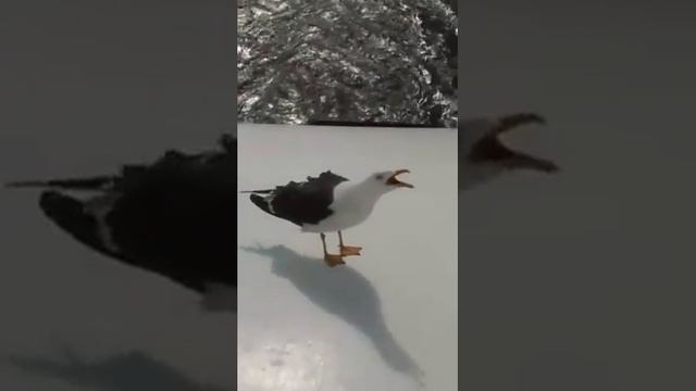 Смеющаяся чайка, чайка смеётся, ржач чайки смотреть онлайн