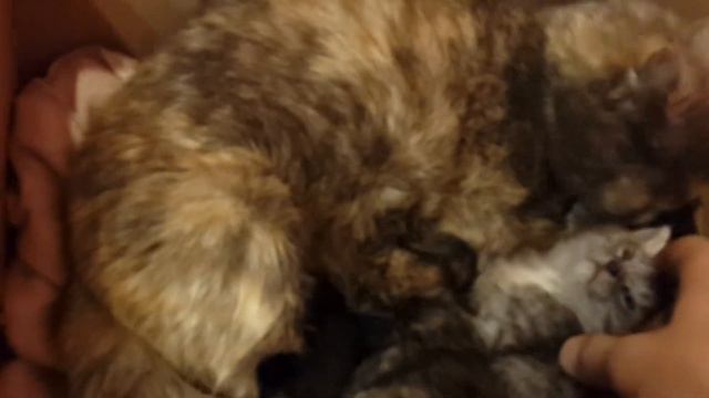 Брошенные котята на мойке } Добрый Хозяин Мойки