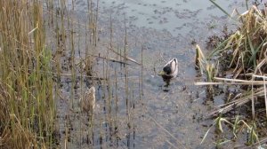 Кряква - Дикие утки в брачный период