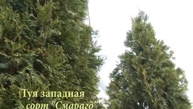 Питомник Веселовых, питомник декоративных растений, видео 8 смотреть онлайн